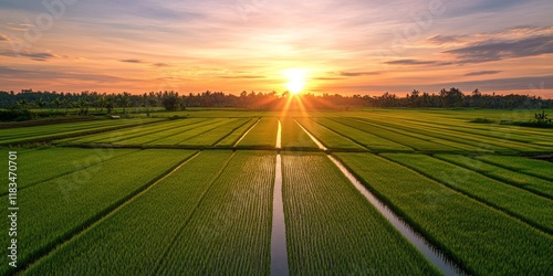 Solar power plants complement the serene rice fields at dusk, showcasing the harmony between solar power and agriculture in a stunning landscape illuminated by the fading light. photo