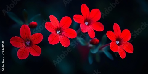 Vibrant small red flowers bloom beautifully against a dark background, creating a striking contrast that highlights the delicate features of the small red flowers.