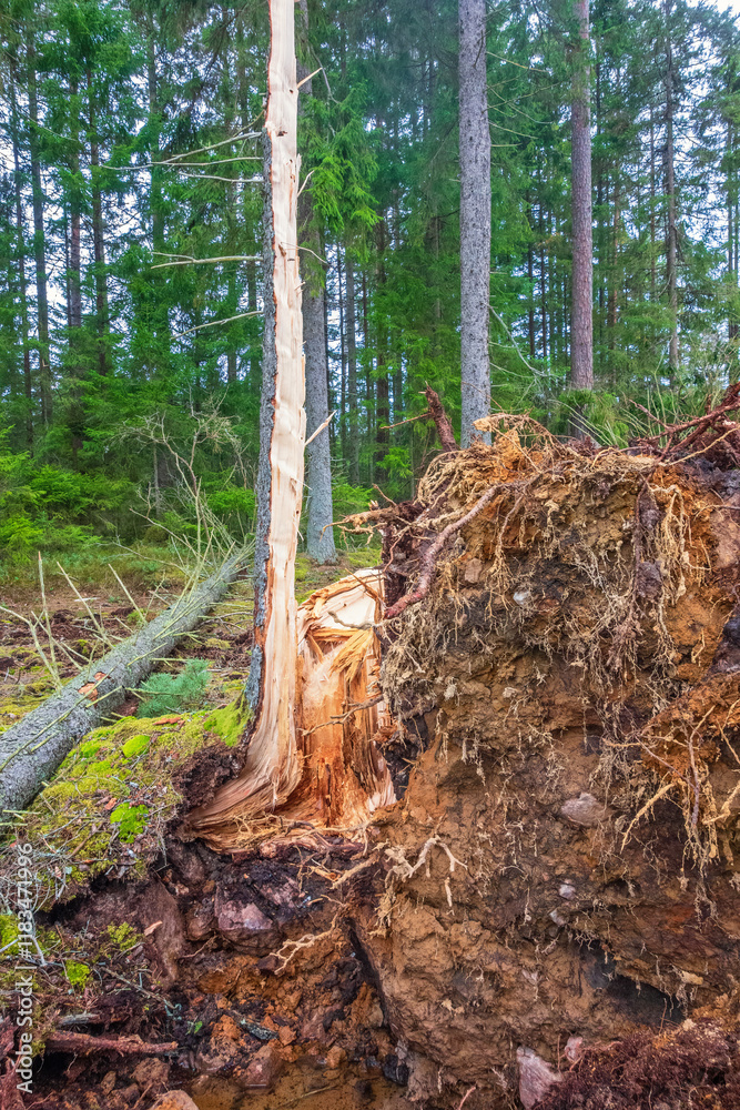 Storm damage forest with a uprooted tree Storm damage forest with a uprooted tree