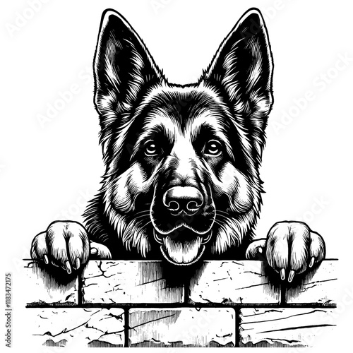 Hand drawn peeking German Shepherd portrait, vector sketch isolated on white background, SVG vector	