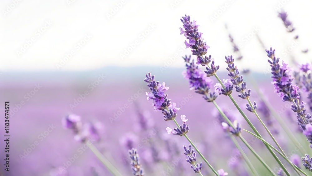 Fototapeta premium Light Lavender Fade Blur Background: A pastel lavender fade with clear copy space, perfect for beauty or wellness products. 