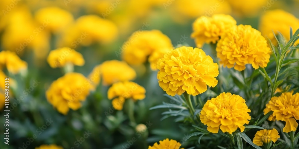 Vibrant yellow marigold flowers bloom across a field, creating a stunning display of yellow marigold flowers that brighten the landscape, showcasing the beauty of nature s yellow marigold flowers. Vibrant yellow marigold flowers bloom across a field, creating a stunning display of yellow marigold flowers that brighten the landscape, showcasing the beauty of nature s yellow marigold flowers.