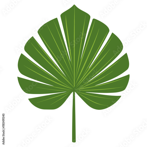Fan shape tropical leaf green illustration botanical vector