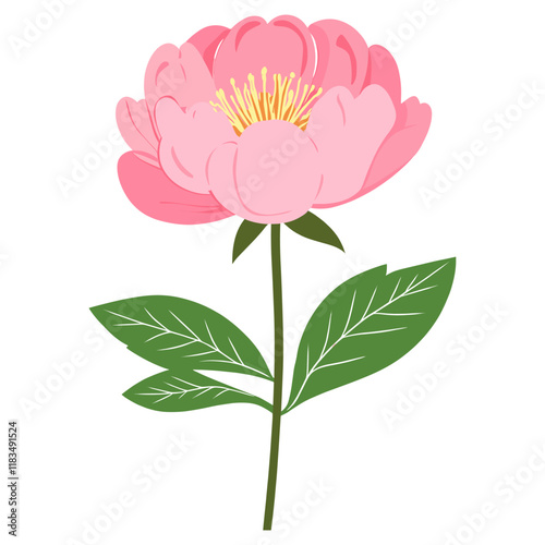 Pink Peony Blossom peony illustration blossom vector