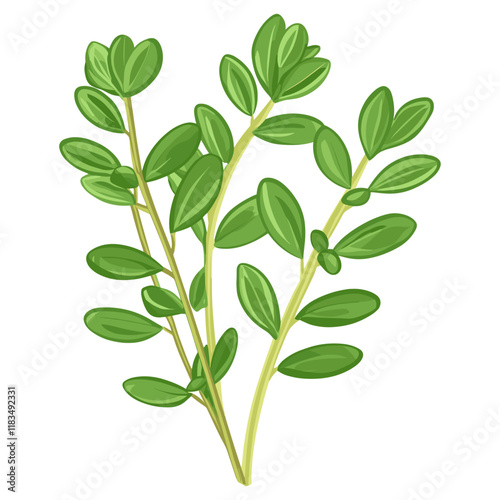 Thyme  illustration leaves vector