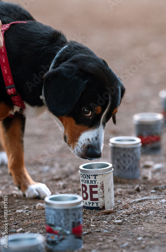 Photography Professional training for dogs in nosework