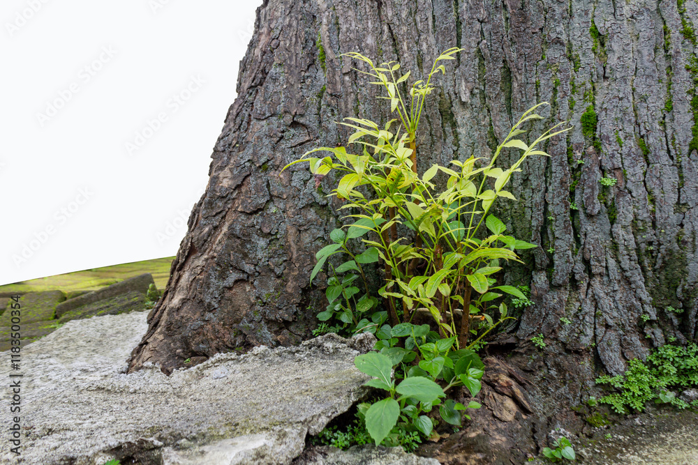 Mahogany Seedling Growing Between Tree and Cracked Concrete Surface Mahogany Seedling Growing Between Tree and Cracked Concrete Surface