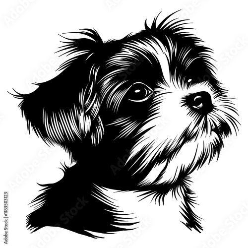 Collection portrait Maltese dog art illustration drawing vector