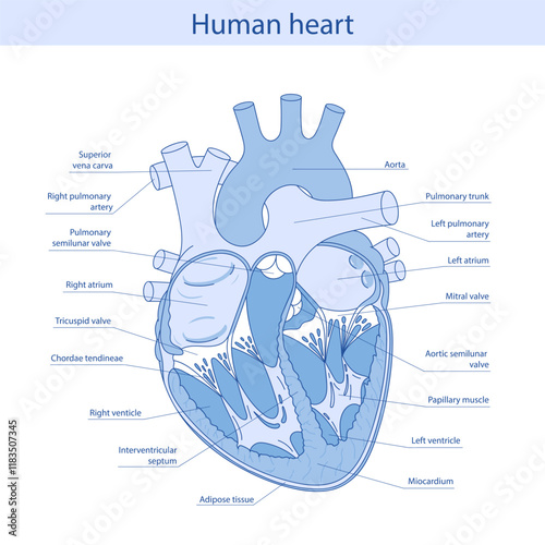 Vector diagram of human heart anatomy. Medical illustration drawn in cartoon style.
