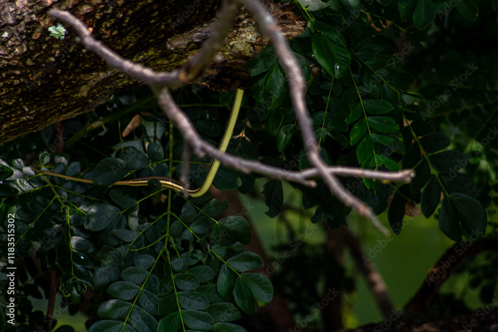 photo of tree branches and a snake passing by photo of tree branches and a snake passing by