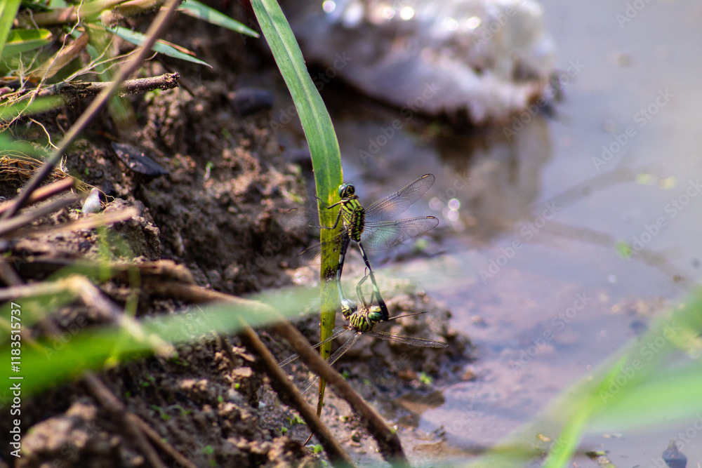 photo of dragonfly fertilizing on grass leaf near swamp photo of dragonfly fertilizing on grass leaf near swamp