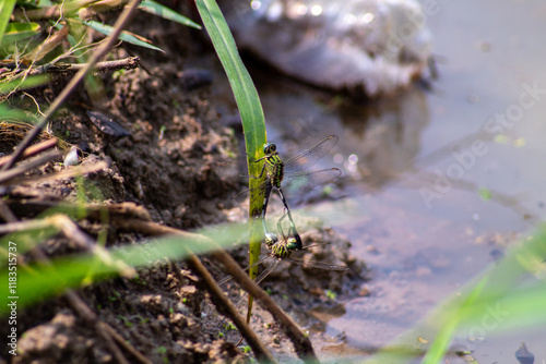 photo of dragonfly fertilizing on grass leaf near swamp photo