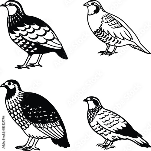 Partridge bird bundle line art and illustrator eps