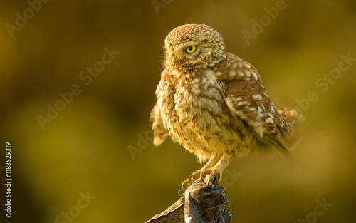 Steinkauz (Athene noctua) photo