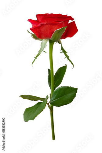 Close-Up of a Vibrant Red Rose Against a Soft Transparent Background