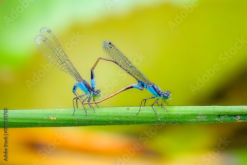 Blue-tailed damselfly (Ischnura elegans) mating - photo