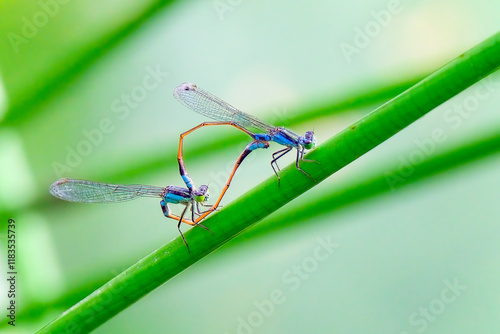 Blue-tailed damselfly (Ischnura elegans) mating - photo