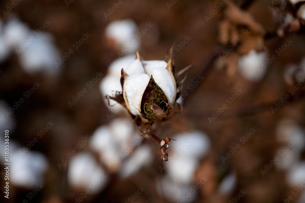 Close-up of a cotton boll partially opened with blurred background Close-up of a cotton boll partially opened with blurred background