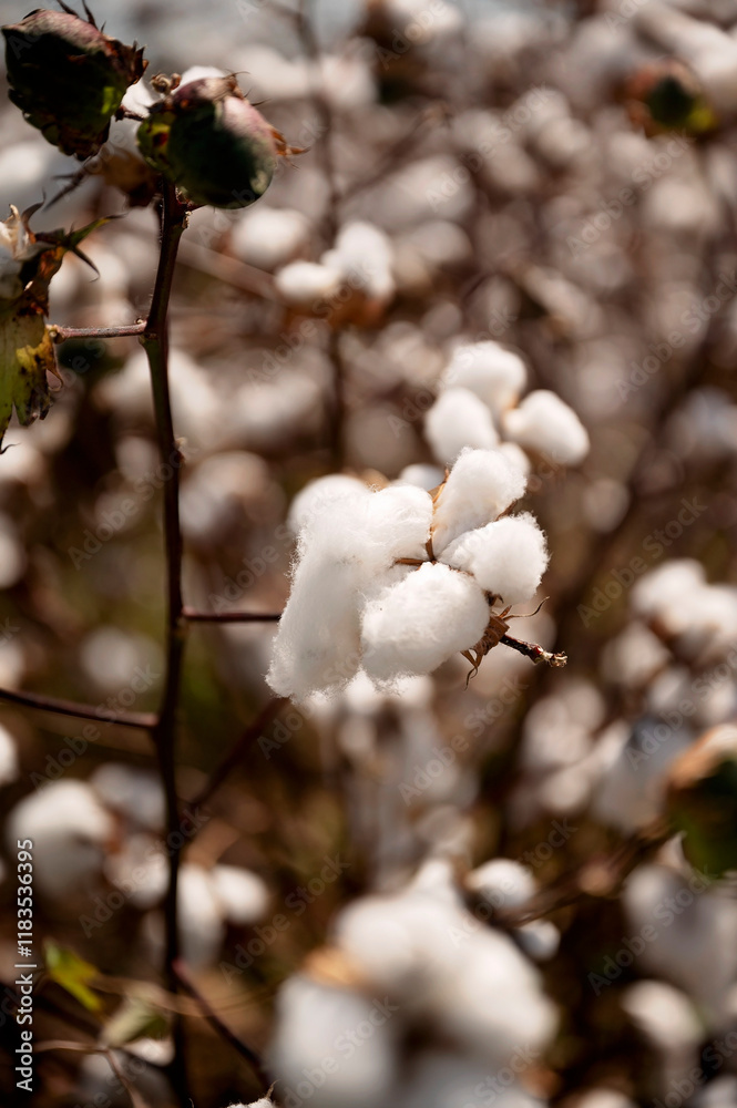 Close-up of fluffy cotton bolls on a branch with blurred background Close-up of fluffy cotton bolls on a branch with blurred background