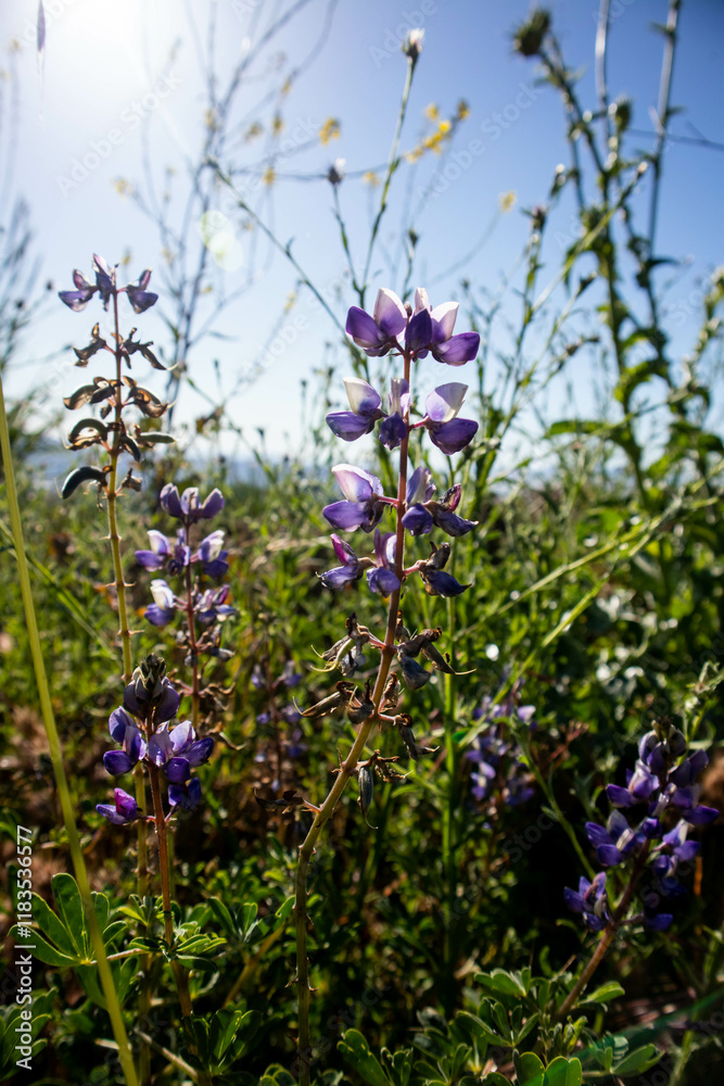 Fototapeta premium Sunlit lupine blossoms amidst vibrant green meadow foliage.