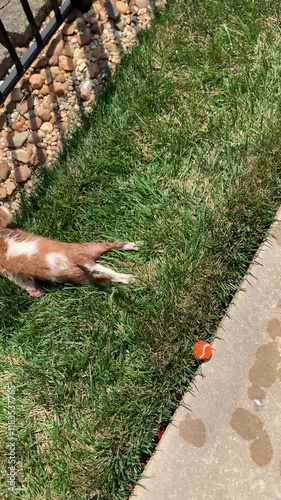 Wet Caviler King Charles rolling in grass photo