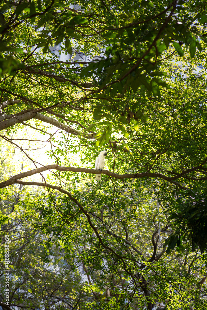 Fototapeta premium White cockatoo on branch surrounded by green foliage