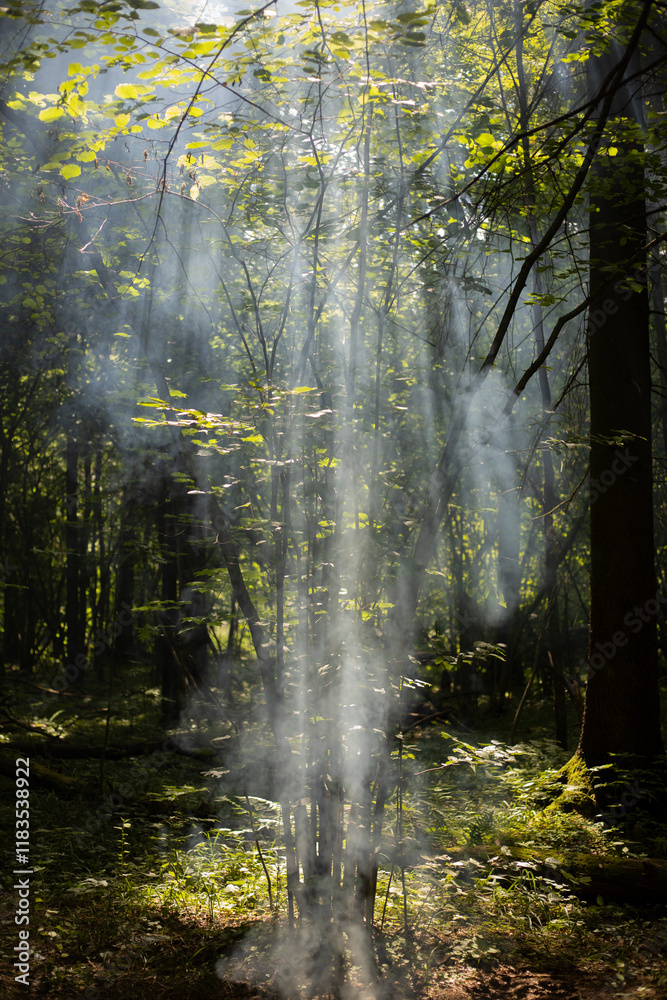 Fototapeta premium Smoke in the forest. Rays of light through the smoke.