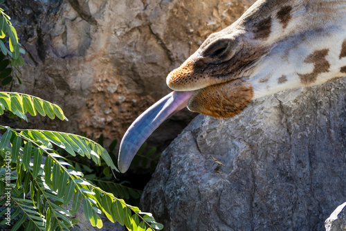 Giraffe Reaching Out with Tongue to Eat Leaves - Giraffa camelopardalis rothschildi photo
