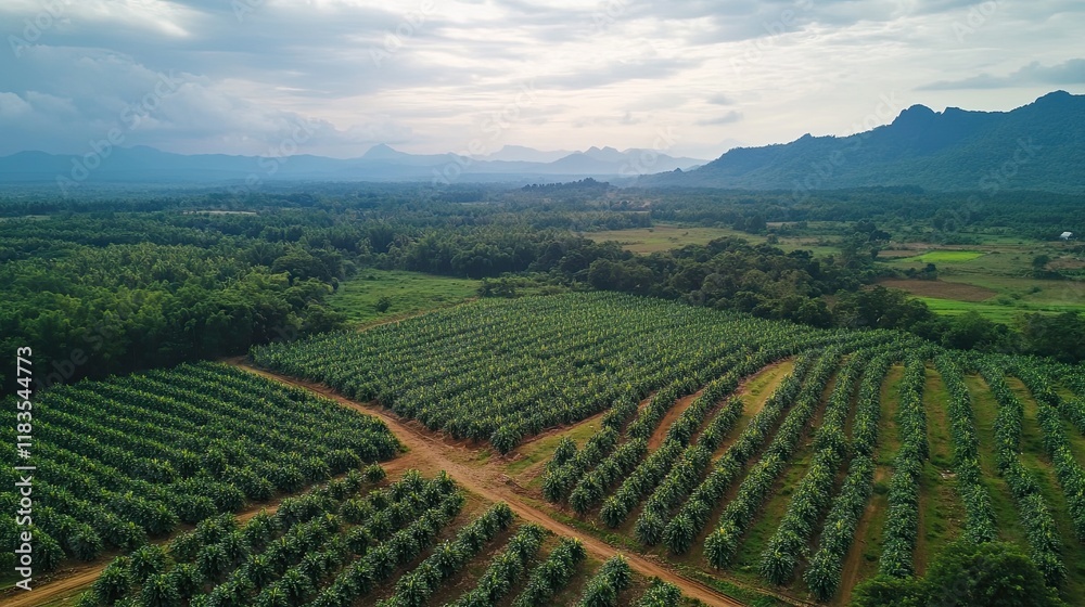 Fototapeta premium Aerial view of durian orchard in mountainous region.