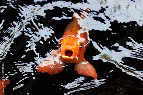 Goldfish or carp feeding at surface of a buddhist temple  pond. Ca Mau. Vietnam. photo