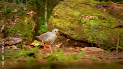 New Caledonia bird Kagu or Cagou, kavu or kagou - Rhynochetos jubatus crested long-legged bluish-grey bird endemic to mountain forests of New Caledonia, Rhynochetos in Rhynochetidae, almost flightless photo