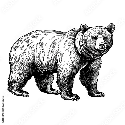Grizzly bear wildlife animal black vector
