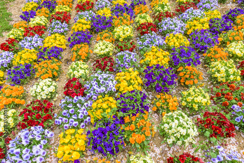 Various colors of  pansy flowers for background photo