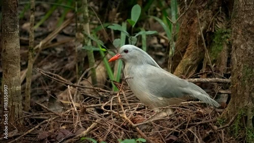 New Caledonia bird Kagu or Cagou, kavu or kagou - Rhynochetos jubatus crested long-legged bluish-grey bird endemic to mountain forests of New Caledonia, Rhynochetos in Rhynochetidae, almost flightless photo