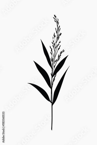 Wild flower Ragweed illustration silhouette minimalist vector
