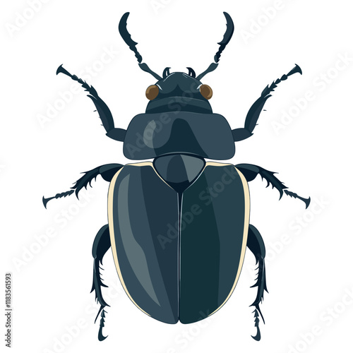 Scarab Beetle illustration insect beetle vector
