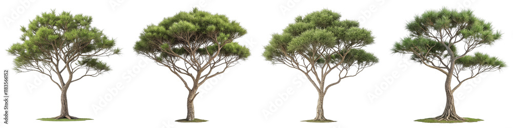 Four Green Trees, 3D Render, Isolated on White Background, Nature, Botany, tree, plant, foliage Four Green Trees, 3D Render, Isolated on White Background, Nature, Botany, tree, plant, foliage