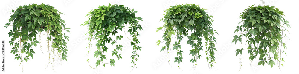 Four Green Hanging Plants, Isolated on White Background, Clipping Path, Foliage, Greenery, Plants, Vegetation, Nature
