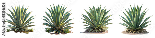 Four Agaves Composition Desert Plants Isolated on White Background, Agave Plant Collection, Succulent Image, Agave, Succulents, Plants