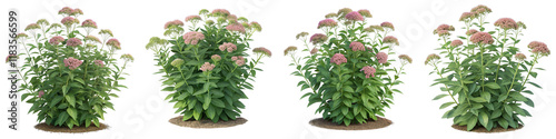 Four Asclepias Syriaca Plants, Isolated on White Background, 3D Render, Garden Design, Pink Flowers, Asclepias, 3D render, plant photo