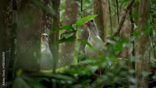 New Caledonia bird Kagu or Cagou, kavu or kagou - Rhynochetos jubatus crested long-legged bluish-grey bird endemic to mountain forests of New Caledonia, Rhynochetos in Rhynochetidae, almost flightless photo