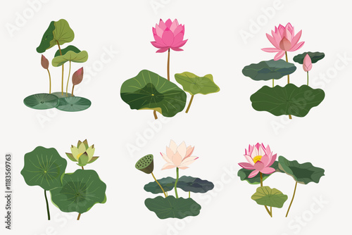 Lotus illustration vector set