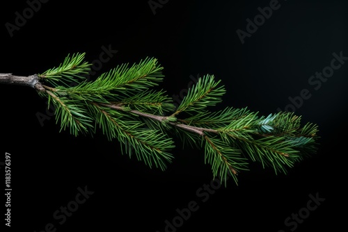Vibrant green pine branch with visible needles, creating a natural and festive atmosphere against a dark backdrop