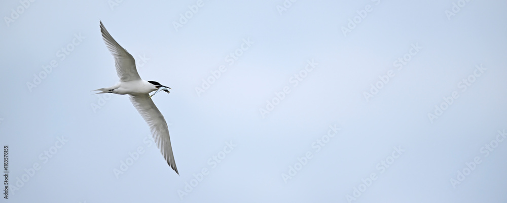 Brandseeschwalbe mit Fisch im Schnabel // Sandwich tern with fish in its beak (Thalasseus sandvicensis) Brandseeschwalbe mit Fisch im Schnabel // Sandwich tern with fish in its beak (Thalasseus sandvicensis)