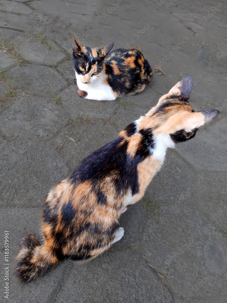 Two tricolor cats sitting on a concrete surface.
A pair of calico cats relaxing on a patio. Two tricolor cats sitting on a concrete surface.
A pair of calico cats relaxing on a patio.