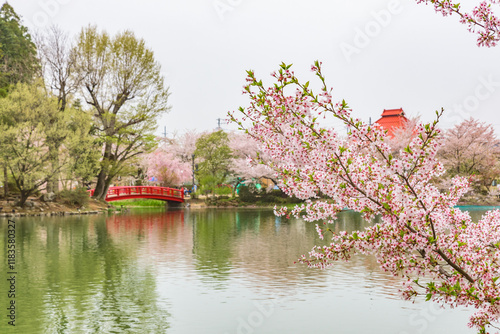 Sakura cherry blossoms in full bloom, Garyu Park, Japan's Top 100 Cherry Blossom Spots, Suzaka City, Nagano Prefecture, Japan. photo