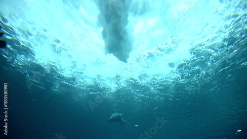 Wallpaper Mural Watch young sea lions as they frolic beneath a stunning blue waterfall. Their playful movements and agility showcase the beauty of wildlife in a serene underwater setting Torontodigital.ca
