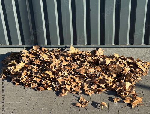 Dry fallen tree leaves outdoor winte time