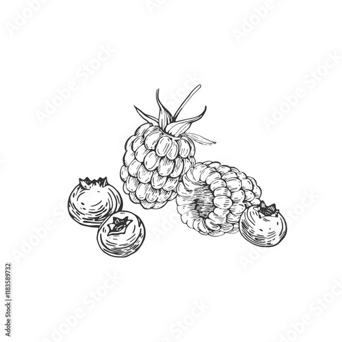 Berries vector black and white illustrations hand drawn with ink. Leaves, berries of raspberry and bilberry on a white background. Isolated elements for label design