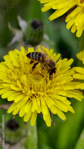 bee on yellow flower collecting pollen